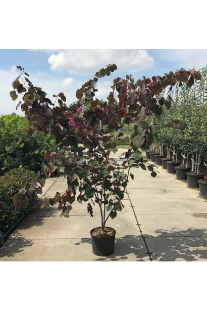 Cercis canadensis Forest Pansy